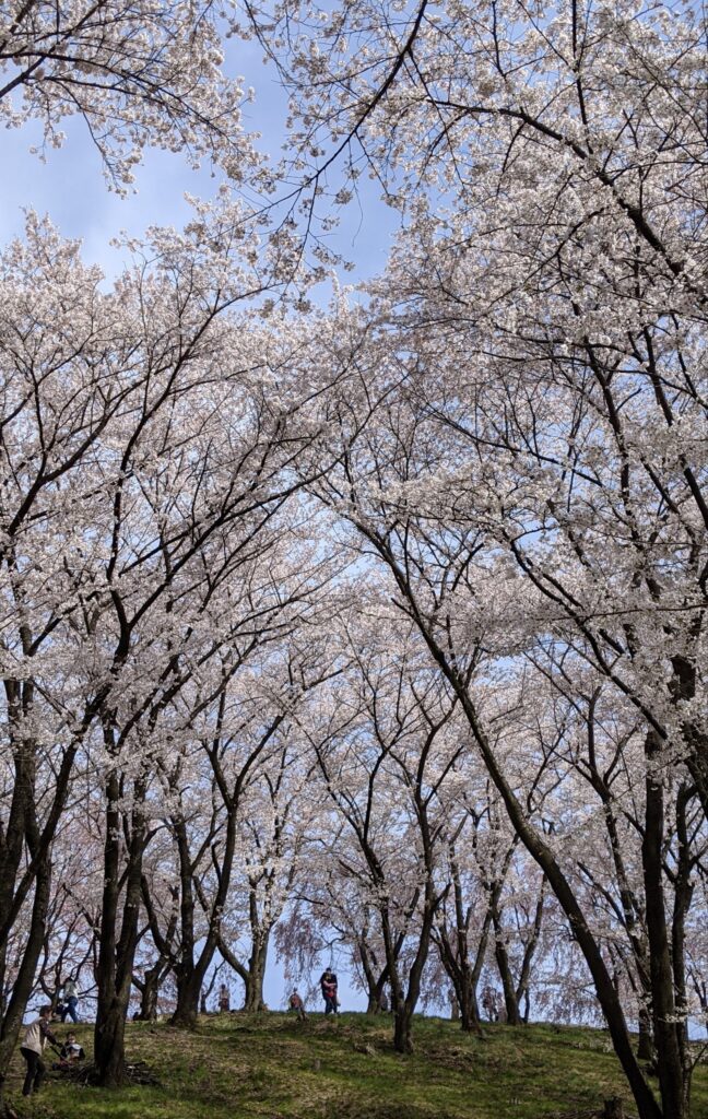 満開の桜の木立